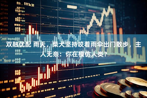 双融优配 雨天，柴犬坚持咬着雨伞出门散步，主人无奈：你在模仿人类？